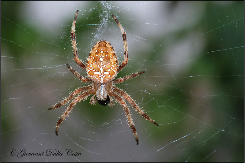 Araneus diadematus